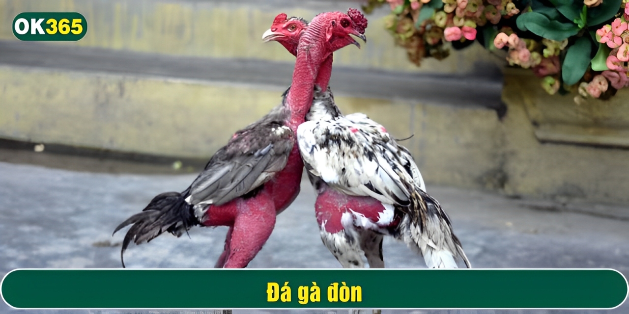 Sự đổi mới này giúp trò chơi Đá gà đòn tiếp cận nhiều khán giả hơn